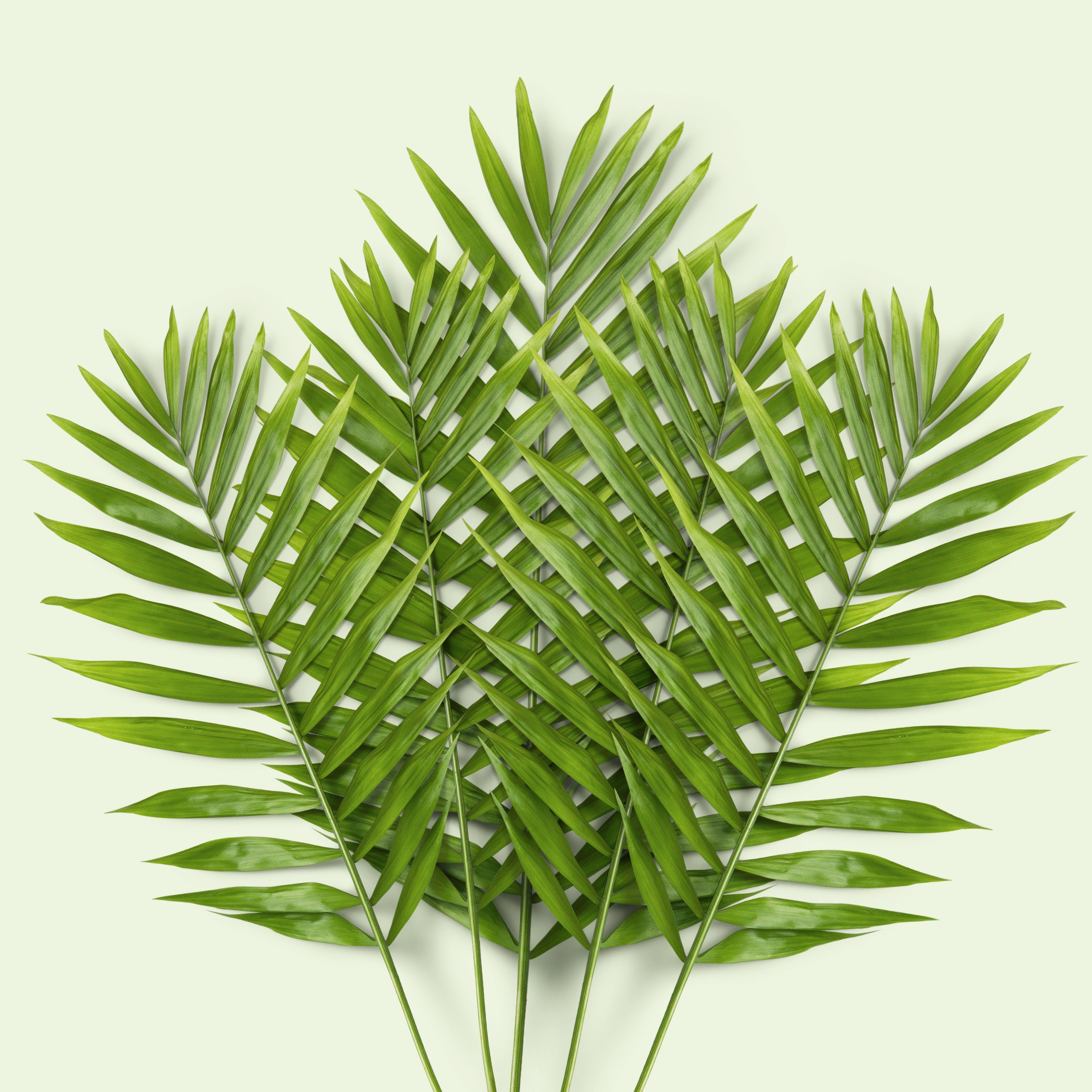 Glaedelig Fronde Photos, Download The BEST Free Glaedelig Fronde Stock