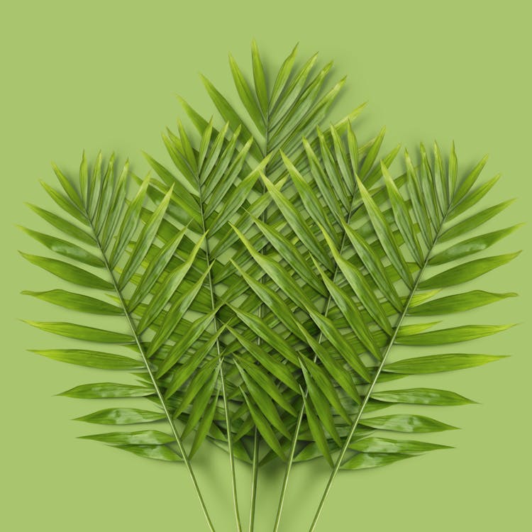 Kostnadsfri bild av fronds, grön bakgrund, löv