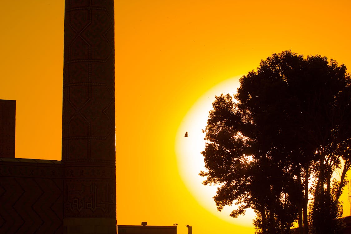 免费 鸟飞过树与日落背景的剪影摄影 素材图片