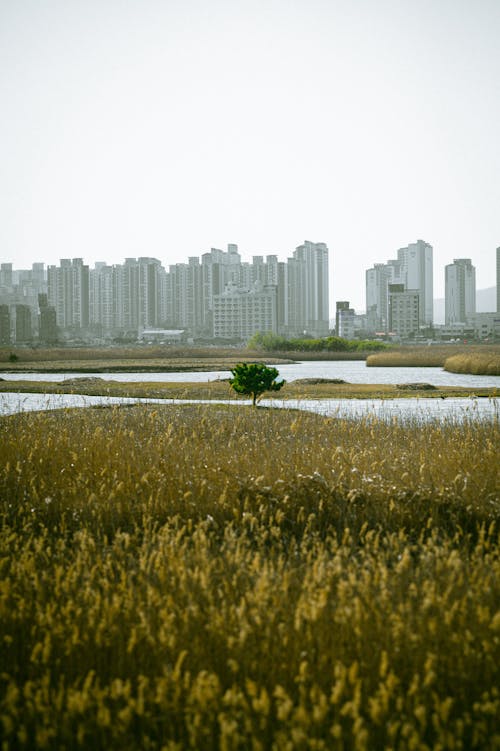 A lone tree in a field with a city in the background