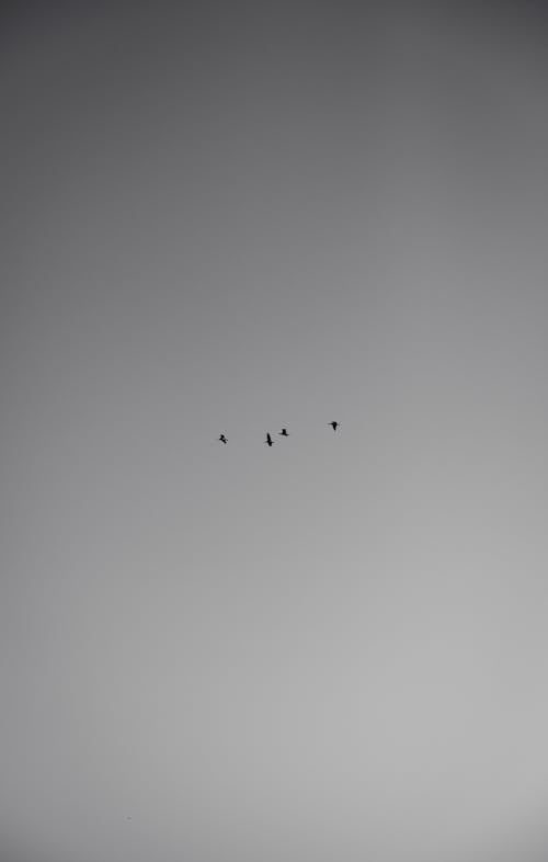 Free stock photo of birds, blue, bridge