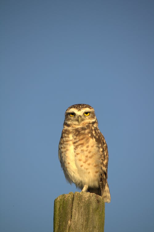 A small owl sitting on a post