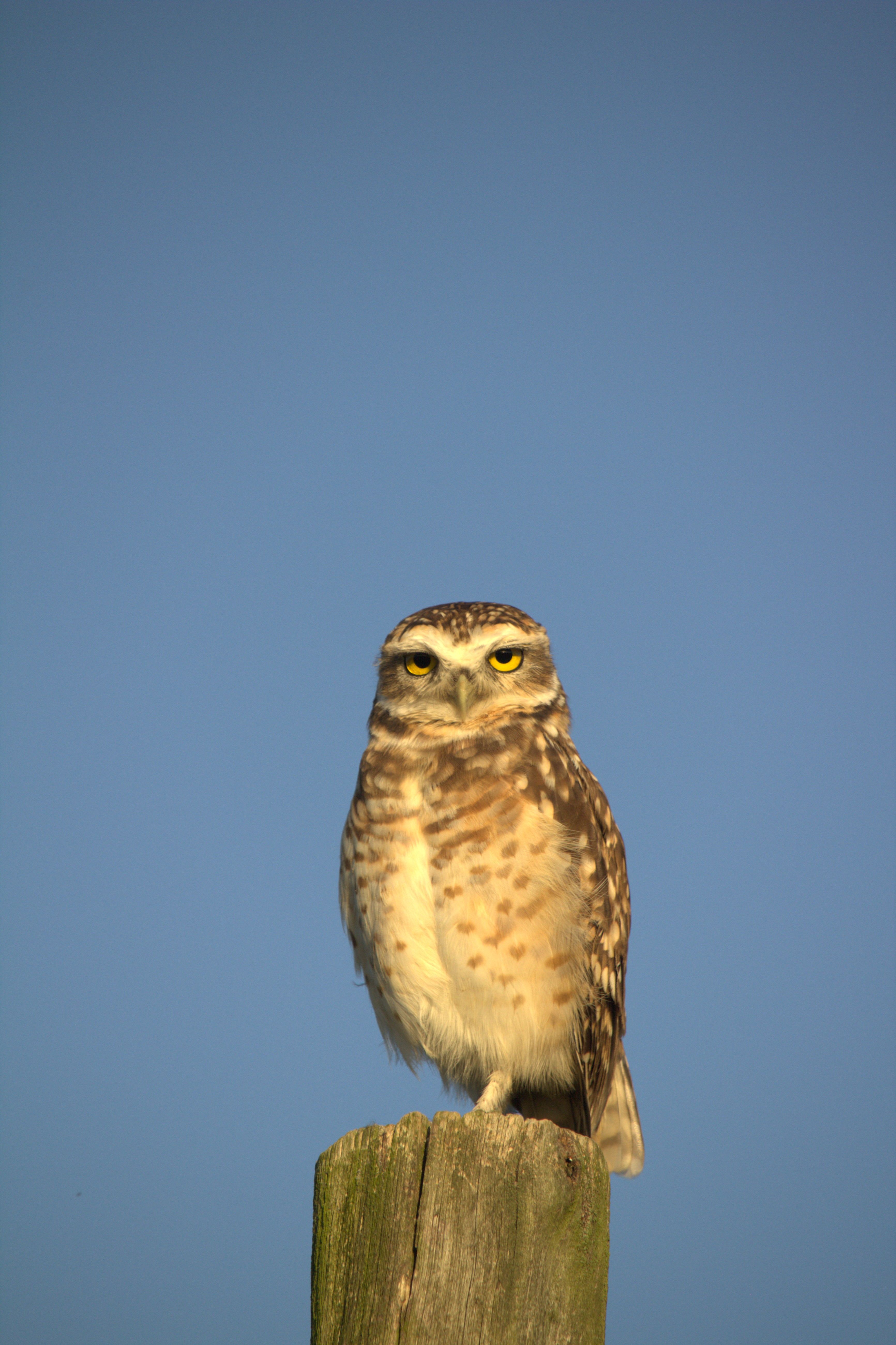 Free A captivating burrowing owl perched on a wooden post with a clear blue sky background. Stock Photo