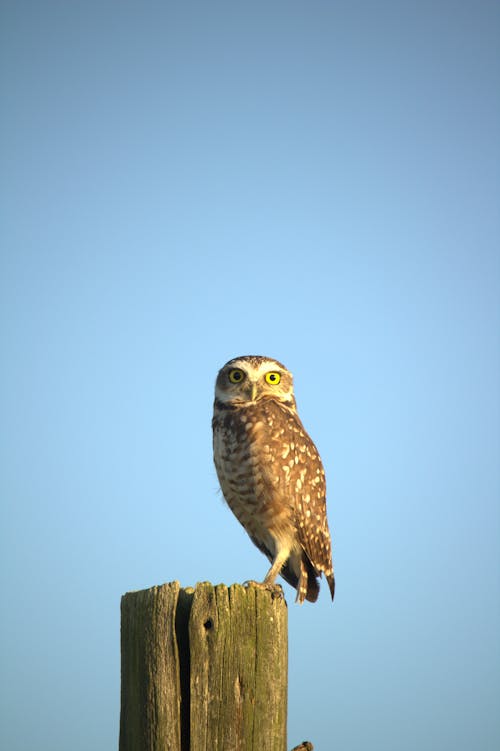 A small owl perched on a wooden post