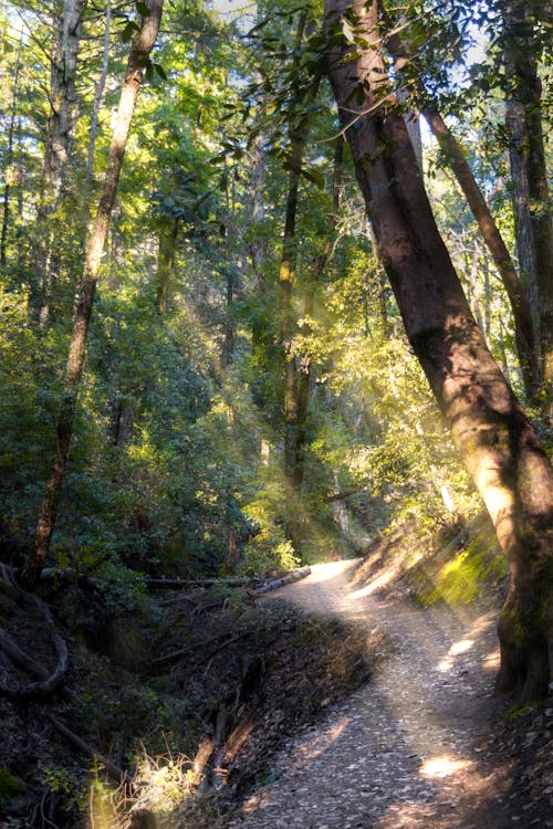 Free stock photo of forest, hike, sunray