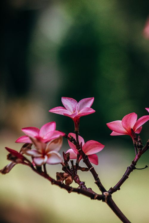 Free A close-up of vibrant pink frangipani blossoms on a branch, beautifully captured with selective focus outdoors. Stock Photo