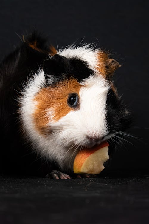 A guinea pig eating an apple on a black background