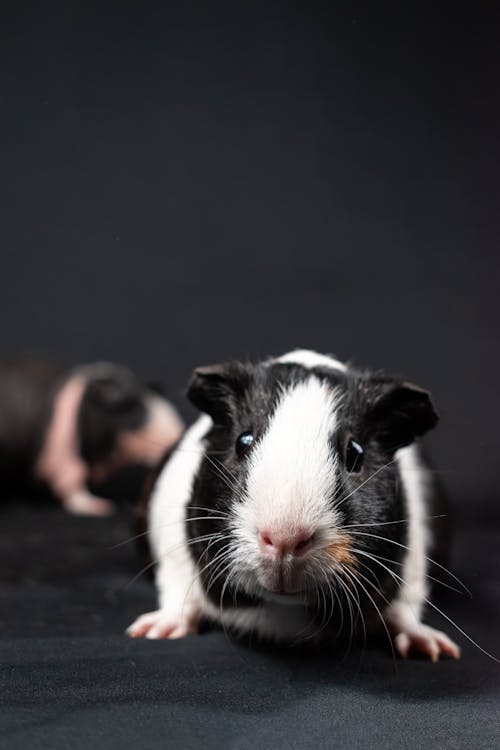 A black and white guinea pig on a black background