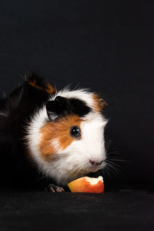 A guinea pig eating an apple on a black background