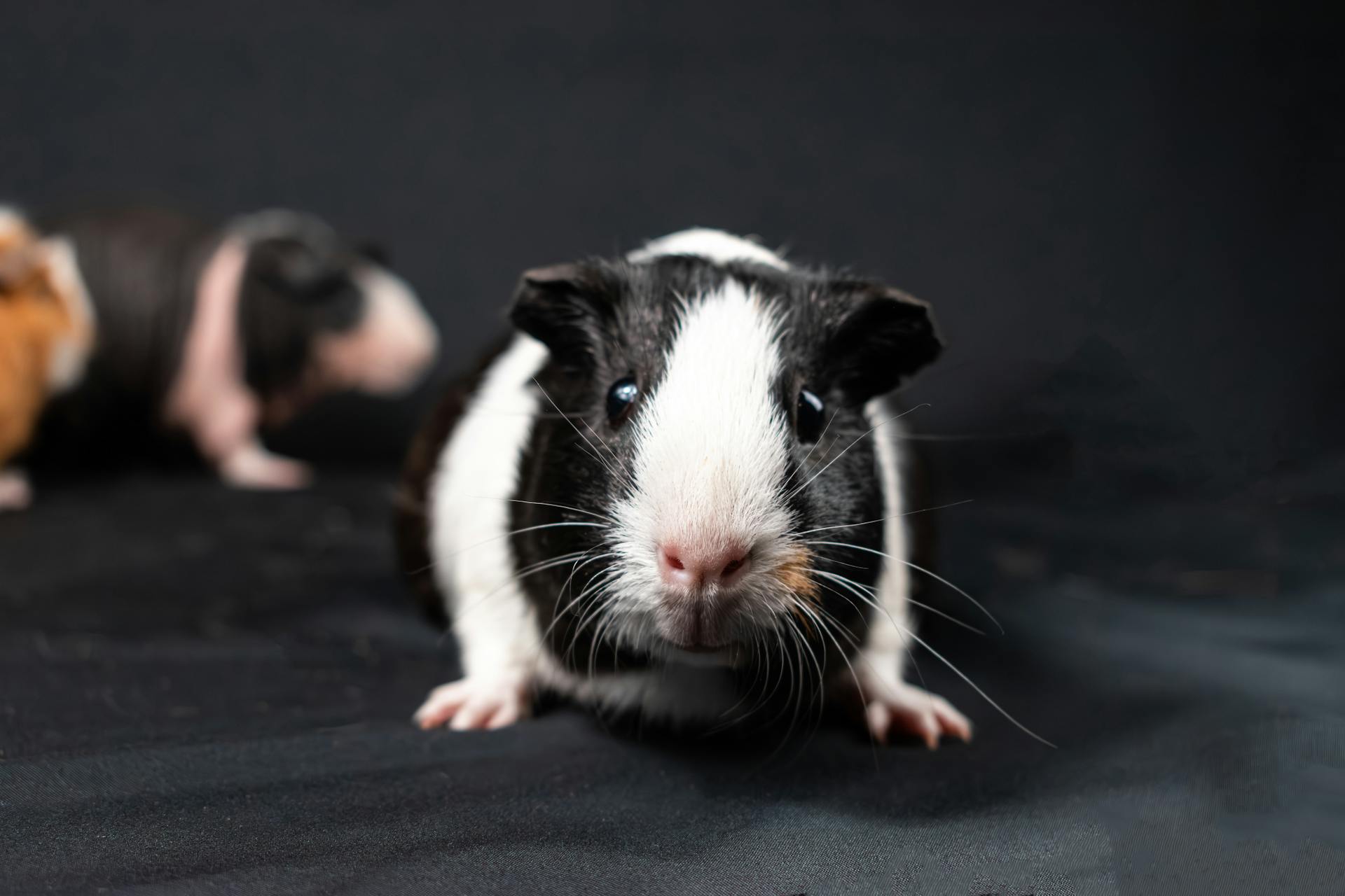 Black and White Guinea Pig