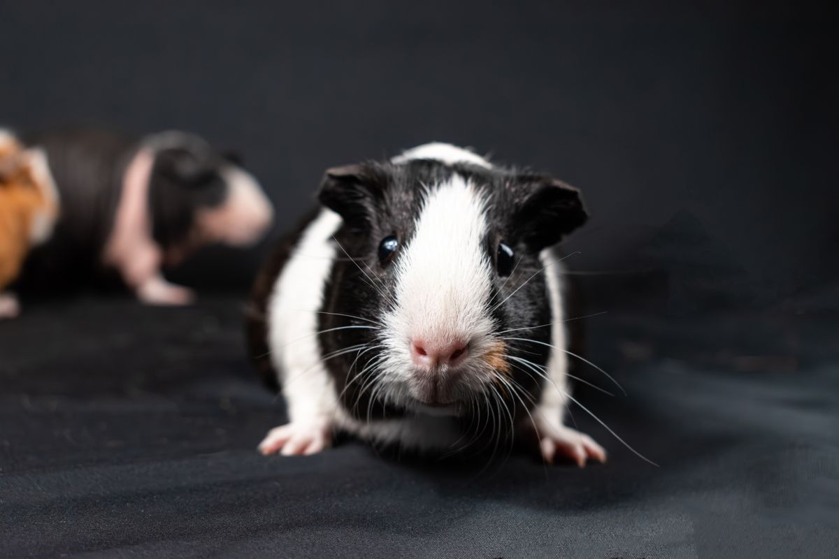 Meerschweinchen als Haustier