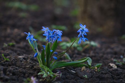 Free Blue Scilla flowers bloom on forest ground, signaling the arrival of spring. Stock Photo