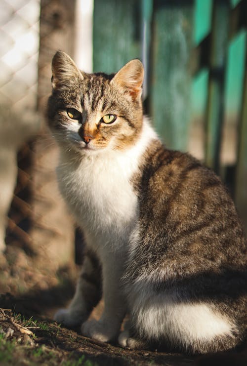 A cat sitting on the ground in front of a fence