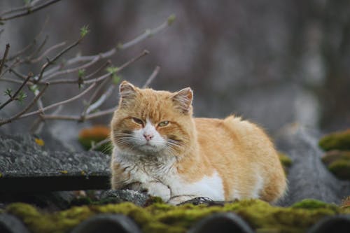 A cat is laying on a roof