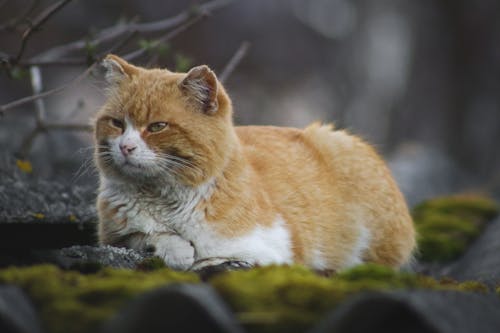 Kostnadsfri bild av avslappning, brun katt, djurfotografi
