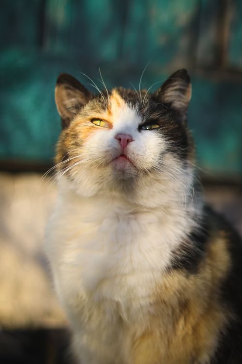 Free A serene calico cat enjoys the warmth of the sun outdoors. Perfect for pet lovers. Stock Photo