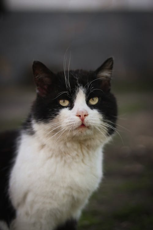 A black and white cat with yellow eyes