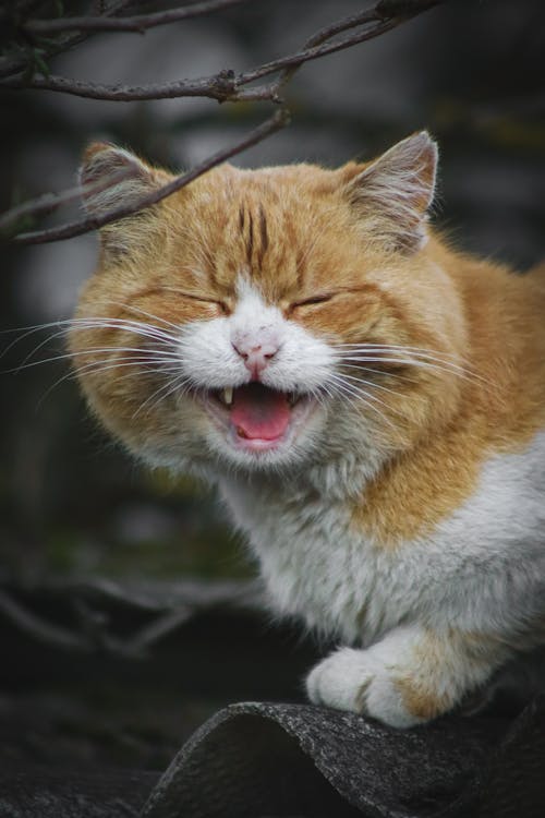 A cat is yawning and laughing on a tree