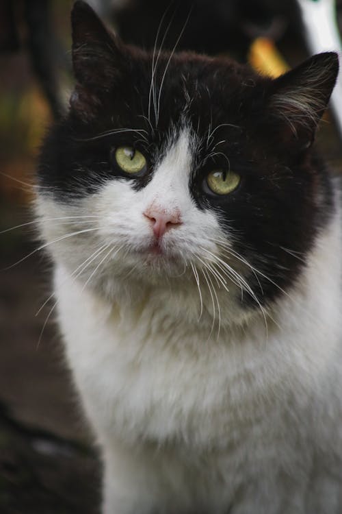 A black and white cat with green eyes