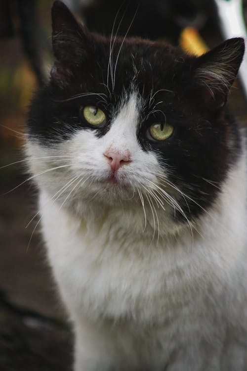 Photos gratuites de animaux de compagnie, chat noir et blanc, domestique