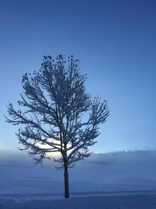 Árbol Desnudo Cubierto De Nieve