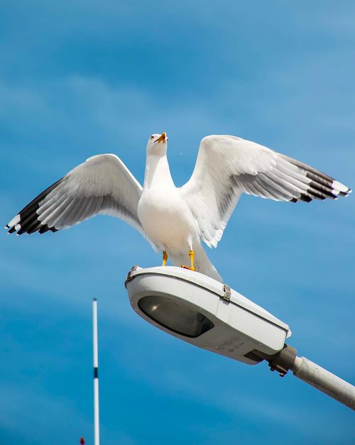 Free A seagull spreading its wings while standing on a street lamp against a clear blue sky in Çandarli, İzmir. Stock Photo