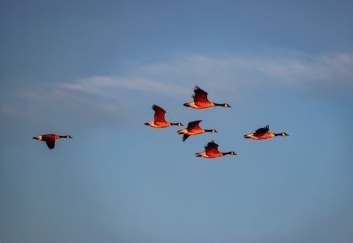 Ilmainen kuvapankkikuva tunnisteilla eläimet, kanadan hanhet, lauma