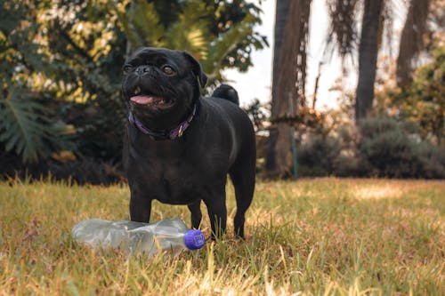 黑色哈巴狗站在透明的塑料瓶前的照片