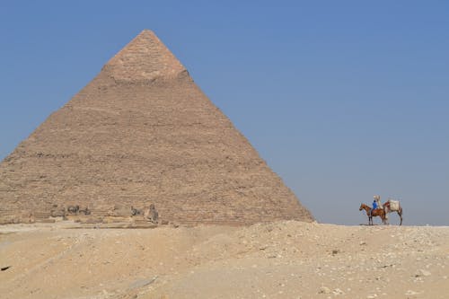 Ingyenes stockfotó állatok, Egyiptom, giza témában