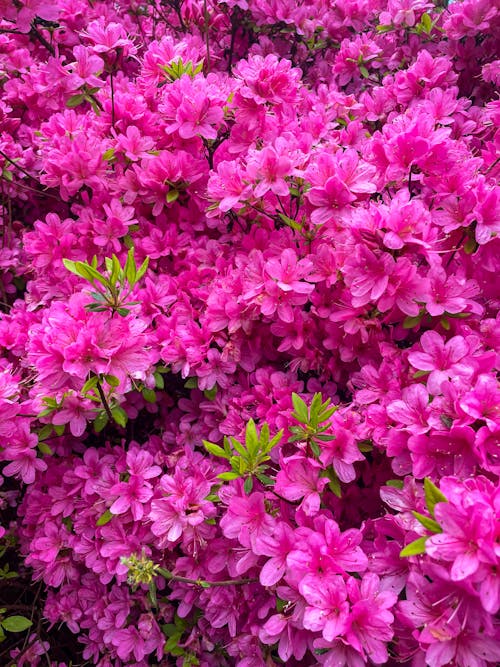 春天, 春天的花朵, 粉紅色 的 免費圖庫相片
