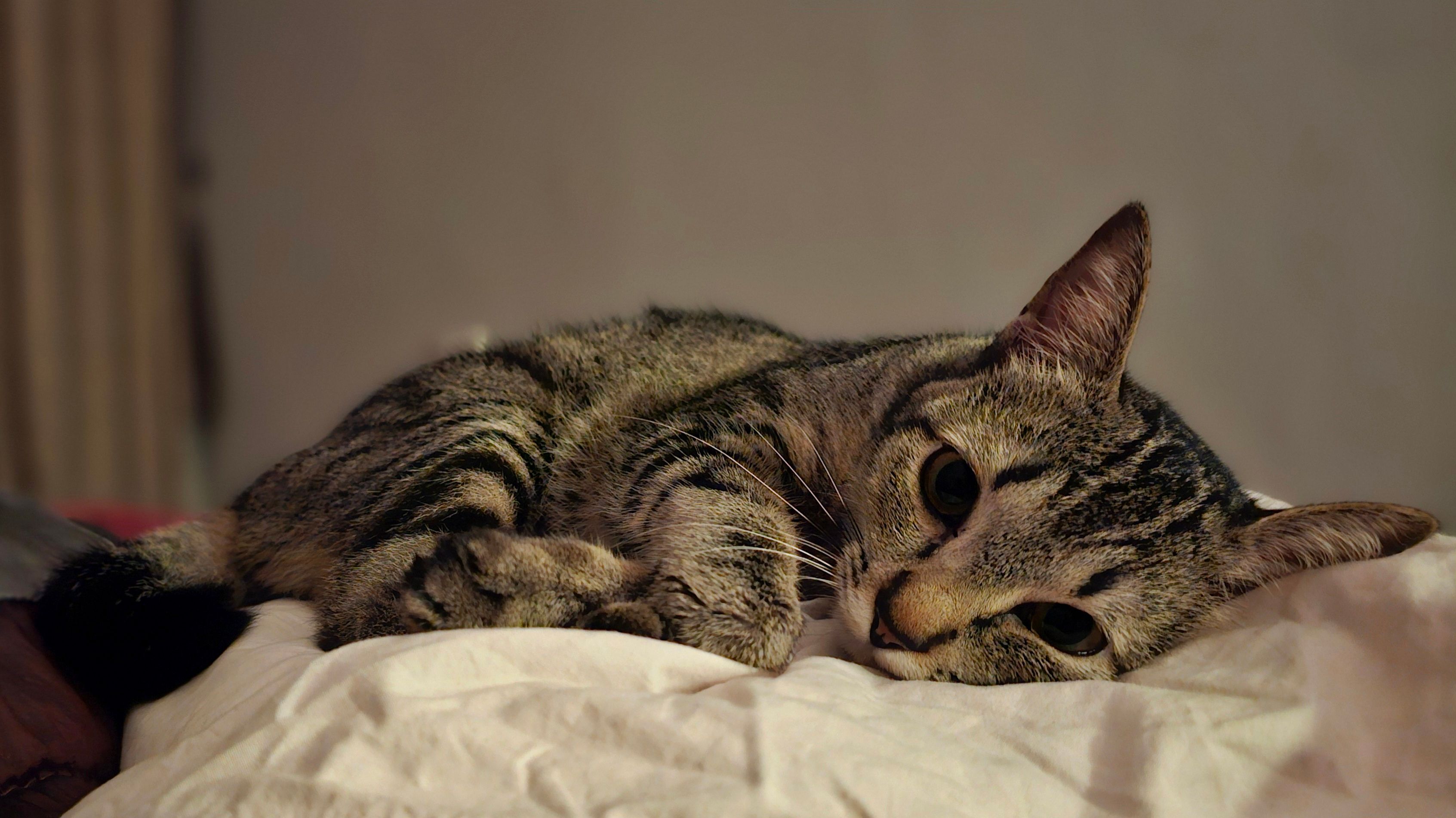 Healthcare and wellness consultation for a cat