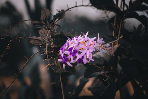 Kostnadsfri bild av blommor, blomning, fjäder