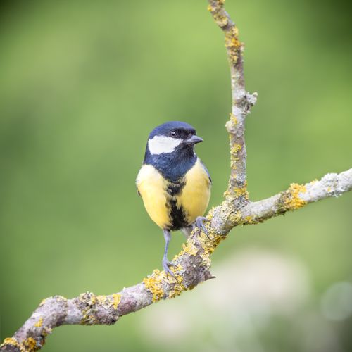 Free Close-up of an Eurasian Blue Tit bird perched on a mossy branch in nature. Stock Photo