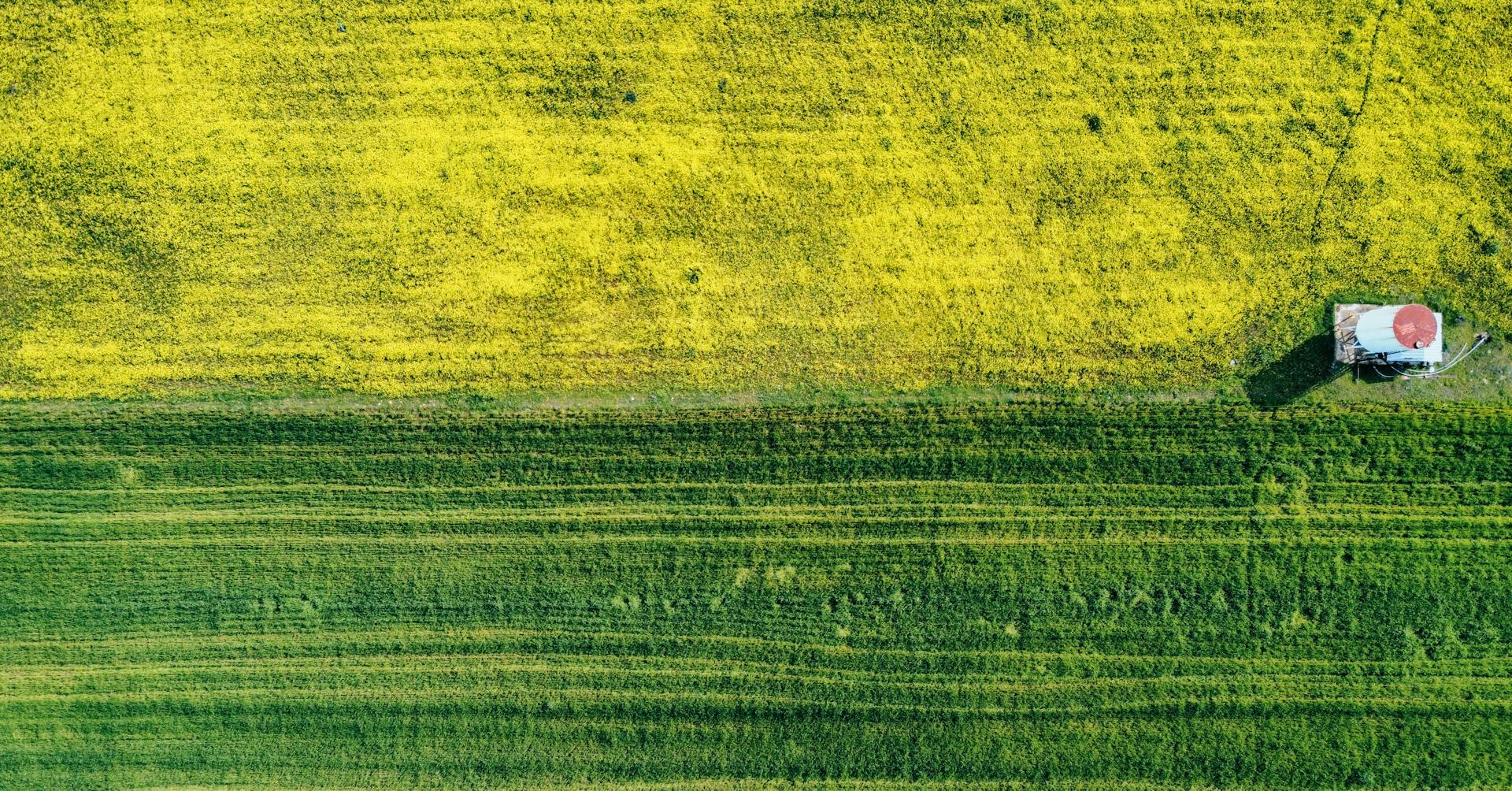 Aerial view of a vibrant yellow and green field with a storage tank on a sunny spring day.