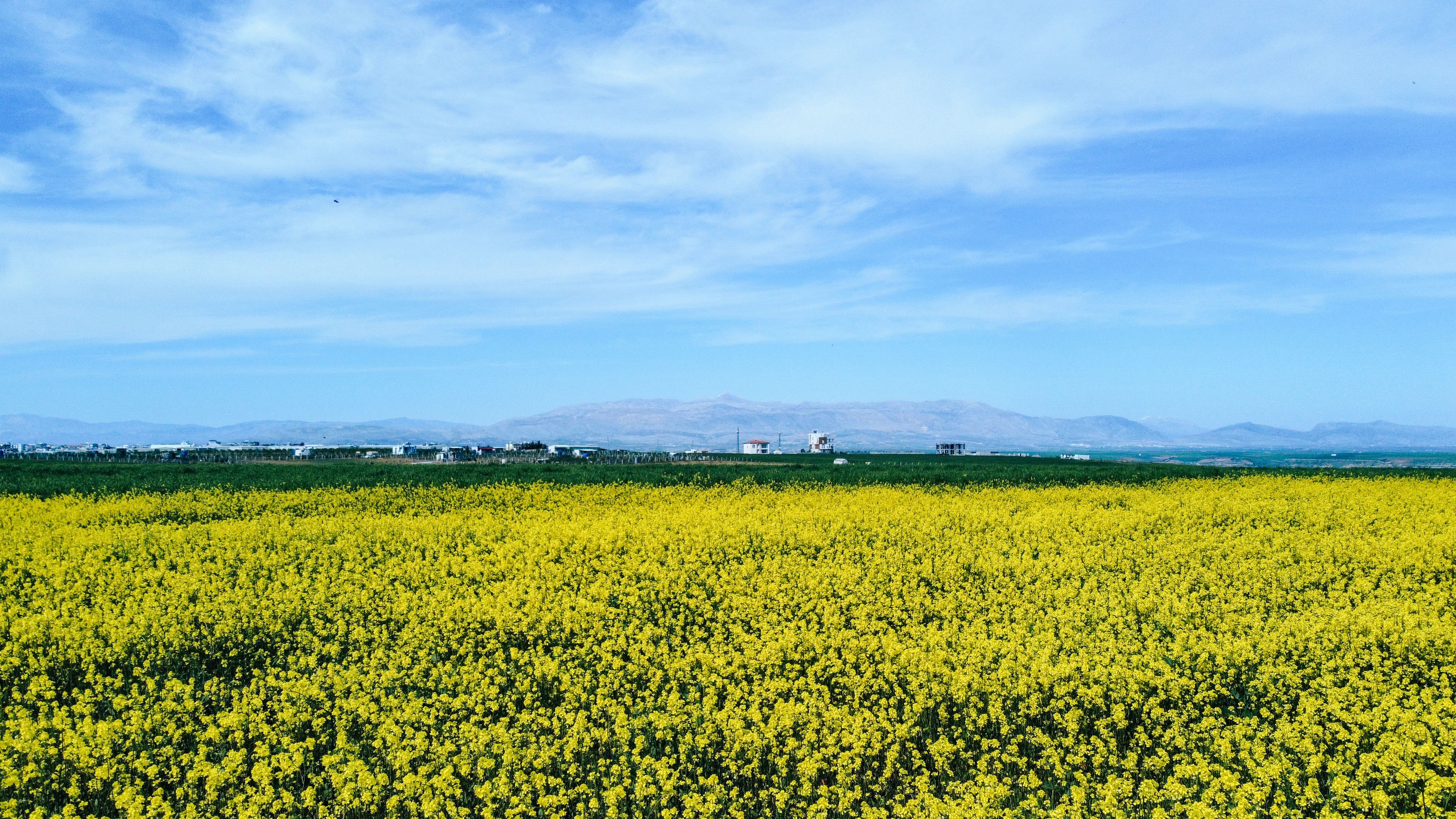 jeju canola flower field with sanbangsan