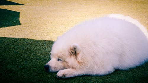 Free A white dog laying on the grass Stock Photo