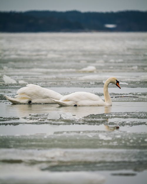 Foto profissional grátis de águas abertas, cisne, cisnes