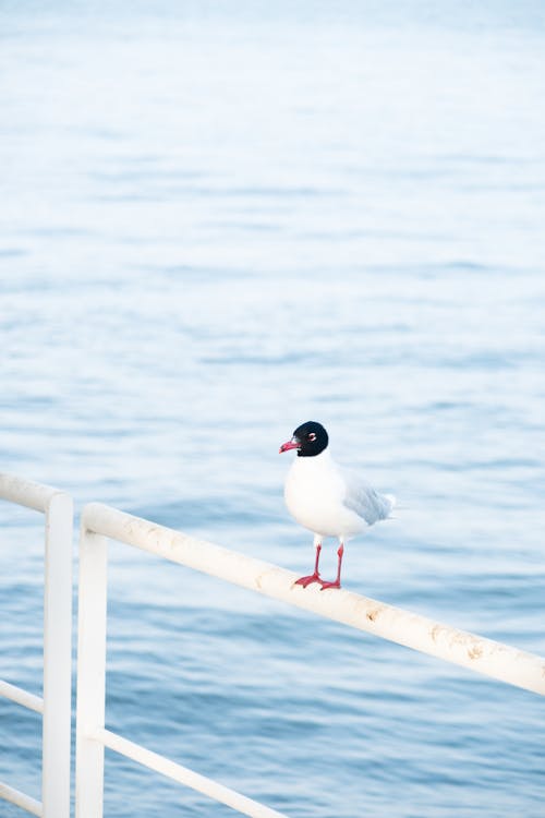 bird passaro water sea lisboa lisbon