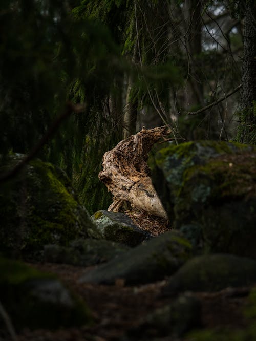 Foto profissional grátis de árvores, escuro, floresta