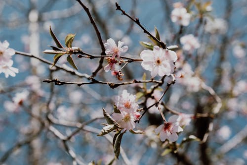 Fotos de stock gratuitas de cerezos en flor, crecimiento, de cerca