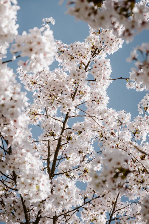 Foto profissional grátis de aumento, cerejeira, flor de cerejeira