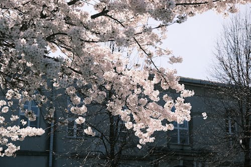 A tree with white blossoms in front of a building