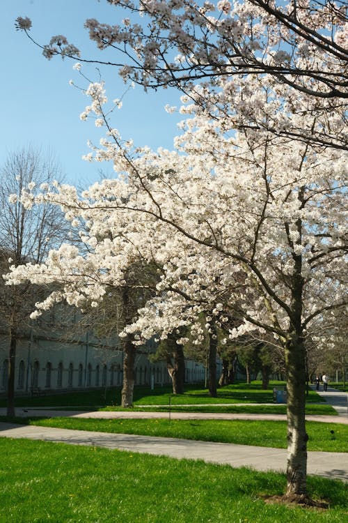 A tree with white blossoms in the middle of a grassy area
