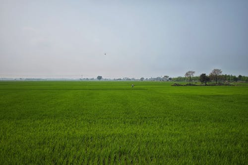 Kostnadsfri bild av åkermark, bakgrund, beskära