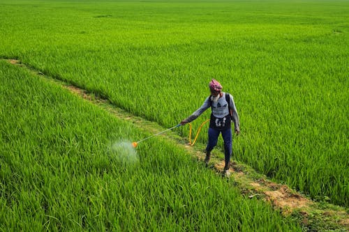 Immagine gratuita di agricoltura, campagna, campo