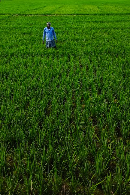 Crop Planning