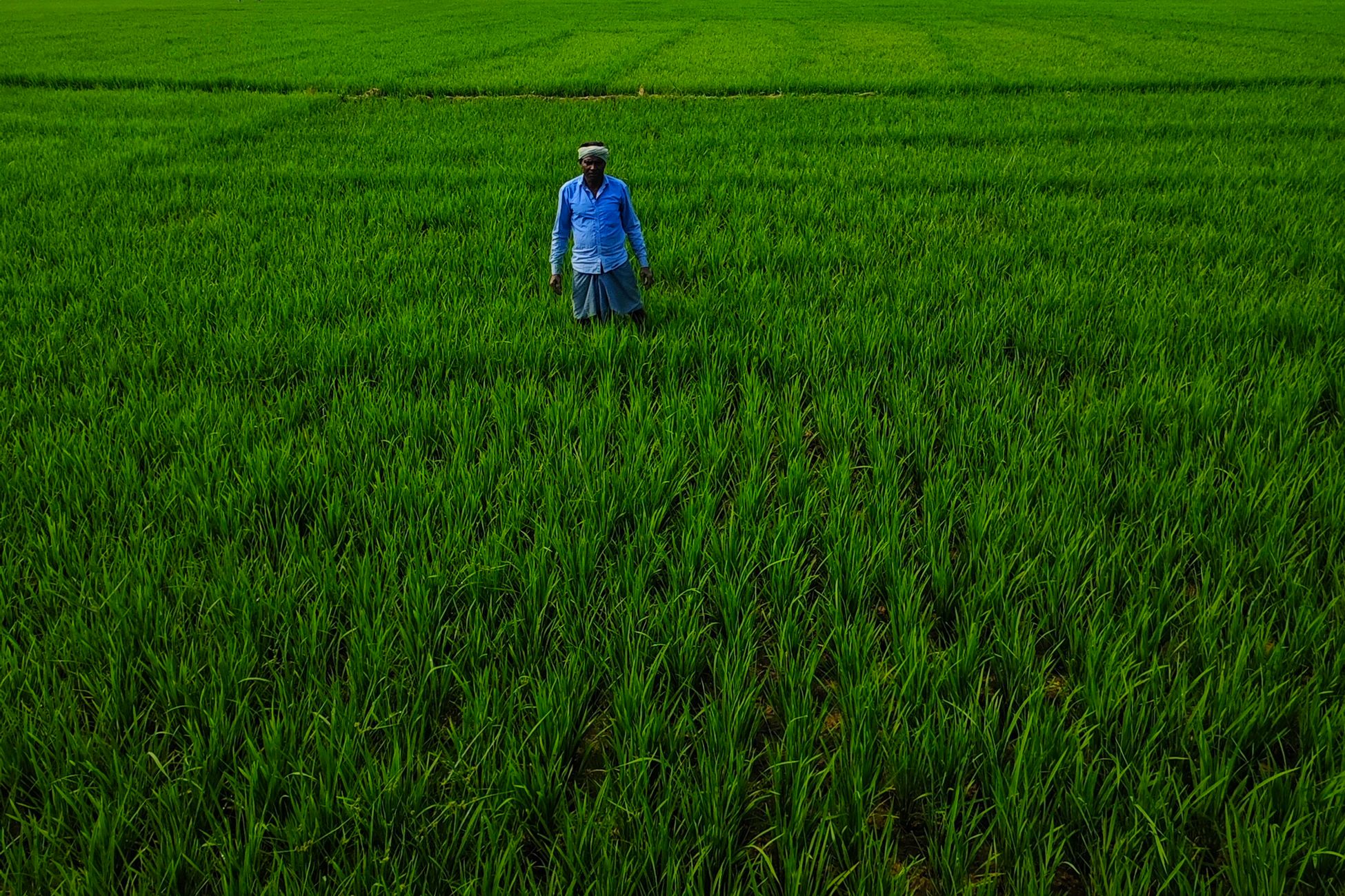 Free 12-Month Trial Launched for Organic Certification Software