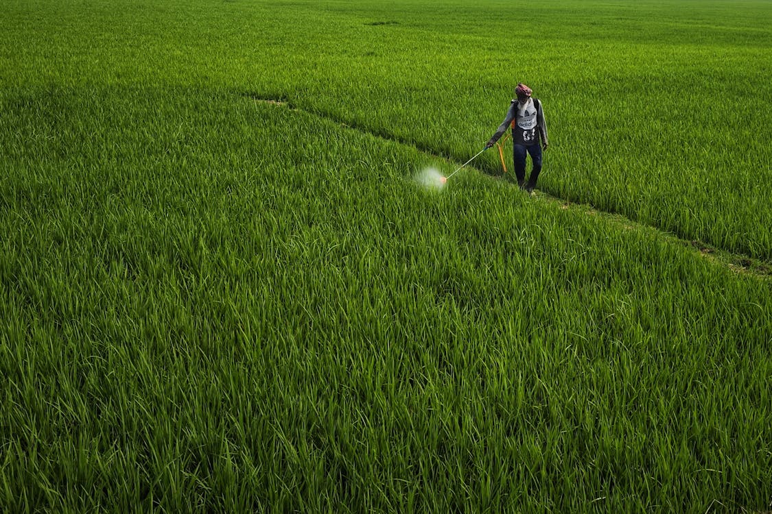 남자, 노인, 농경지의 무료 스톡 사진
