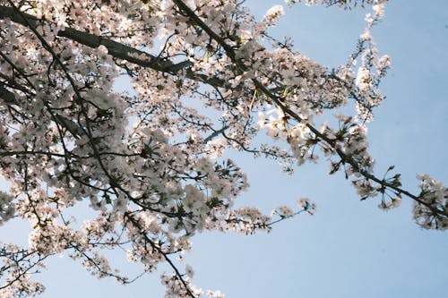 Základová fotografie zdarma na téma apple, jemný, keříky