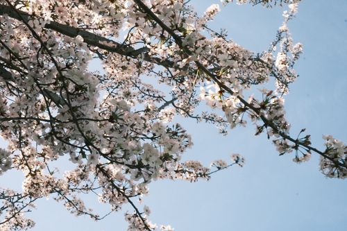 Free Delicate cherry blossoms on branches against a bright blue sky, signifying springtime beauty. Stock Photo